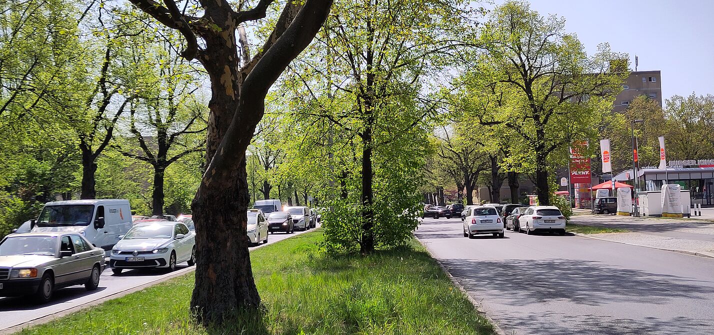 Ein Straßenzug mit Straßenbäumen in der Mitte, Frühlings-grün